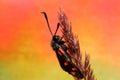 Six-spot burnet Zygaena filipendulae day-flying moth,