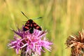 six-spot burnet