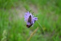 Six Spot Burnet Zygaena filipendulae on a flower