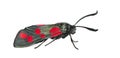 Six-spot burnet