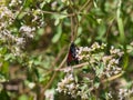 Six-spot burnet, Zygaena filipendulae, moth feeding on flower with bokeh background macro, selective focus, shallow DOF Royalty Free Stock Photo