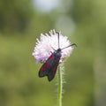 Six-spot burnet, Zygaena filipendulae, moth on Flower of Field Scabious, Knautia Arvensis, with bokeh background macro Royalty Free Stock Photo