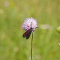 Six-spot burnet, Zygaena filipendulae, moth on Flower of Field Scabious, Knautia Arvensis, with bokeh background macro Royalty Free Stock Photo