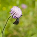 Six-spot burnet, Zygaena filipendulae, moth on Flower of Field Scabious, Knautia Arvensis, with bokeh background macro Royalty Free Stock Photo