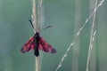 Six-spot Burnet (Zygaena filipendulae) Moth on Green Background