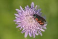 Six-spot Burnet - Zygaena filipendulae