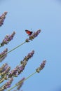 Six-spot moth on lavender Royalty Free Stock Photo