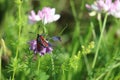 six-spotted Burnet on Crownvetch Royalty Free Stock Photo