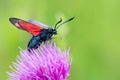 Six-spotted burnet displaying roll tongue on a thistle