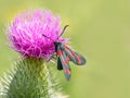 Six-spotted burnet drinking nectar from thistle flower
