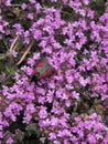 Six Spotted Burnet moth on Purple Heather