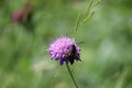 Six-spotted-burnet on Scarbiosis