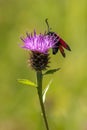 Six spotted burnet (Zygaena filipendulae