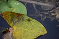 Six spotted fishing spider on a lily pad in the swamp Royalty Free Stock Photo