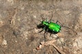 Six-spotted Tiger Beetle - Cicindela sexguttata Royalty Free Stock Photo