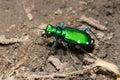 Six-spotted Tiger Beetle - Cicindela sexguttata Royalty Free Stock Photo