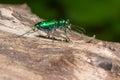 Six-spotted Tiger Beetle - Cicindela sexguttata Royalty Free Stock Photo