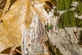 Six-Spotted Tiger Beetle Royalty Free Stock Photo