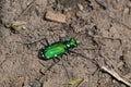 Six-spotted Tiger Beetle - Cicindela sexguttata Royalty Free Stock Photo