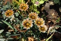 Six striped flowers of Gazania Big Kiss in October Royalty Free Stock Photo