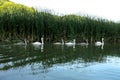 Six swans in a row Royalty Free Stock Photo