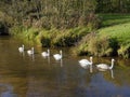 Six swans swim in line close to a river bank