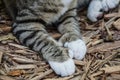 Six toed polydactyl cat paws Royalty Free Stock Photo