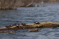 Six turtles basking in the sun on a log Royalty Free Stock Photo