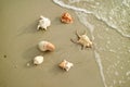 Six types of beautiful natural seashells scattered on the beach Royalty Free Stock Photo