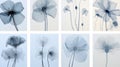 Radiographic Floral Compositions: Delicate Blue And White Flowers In Minimalist Style