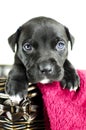 Black puppy dog with blue eyes in wicker basket, Georgia USA Royalty Free Stock Photo