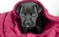 Black puppy dog with blue eyes under the bed covers, Georgia USA Royalty Free Stock Photo