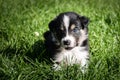 Border collie puppy lady Royalty Free Stock Photo