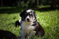 Tricolor teddybear puppy of border collie Royalty Free Stock Photo
