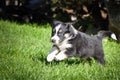 Six week old border collie puppy Royalty Free Stock Photo