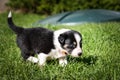 Tricolor teddybear of border collie puppy Royalty Free Stock Photo