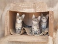 Three Brown tabby kittens sitting alone in a cardboard box. Royalty Free Stock Photo