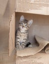 Brown tabby kitten sitting alone in a cardboard box.