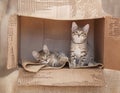 Two Brown tabby kittens sitting alone in a cardboard box. Royalty Free Stock Photo