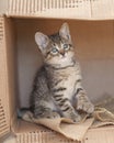 Brown tabby kitten sitting alone in a cardboard box.