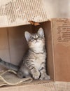 Brown HEMINGWAY  tabby kitten sitting alone in a cardboard box. Royalty Free Stock Photo