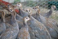 Six week old Guinea Fowl Keets