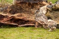 A six week old owl chick eagle owl with its mother. A piece of bloody meat from the prey lies on the ground