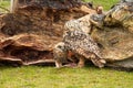 A six week old owl chick eagle owl with its mother. A piece of bloody meat from the prey lies on the ground