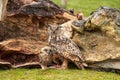 A six week old owl chick eagle owl with its mother. A piece of bloody meat from the prey lies on the ground