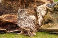 A six week old owl chick eagle owl with its mother. A piece of bloody meat from the prey lies on the ground