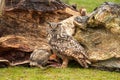 A six week old owl chick eagle owl with its mother. A piece of bloody meat from the prey lies on the ground