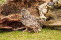 A six week old owl chick eagle owl with its mother. A piece of bloody meat from the prey lies on the ground