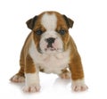Six week old puppy Royalty Free Stock Photo