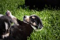 Six week old puppy of border collie is playing outside in grass. Royalty Free Stock Photo